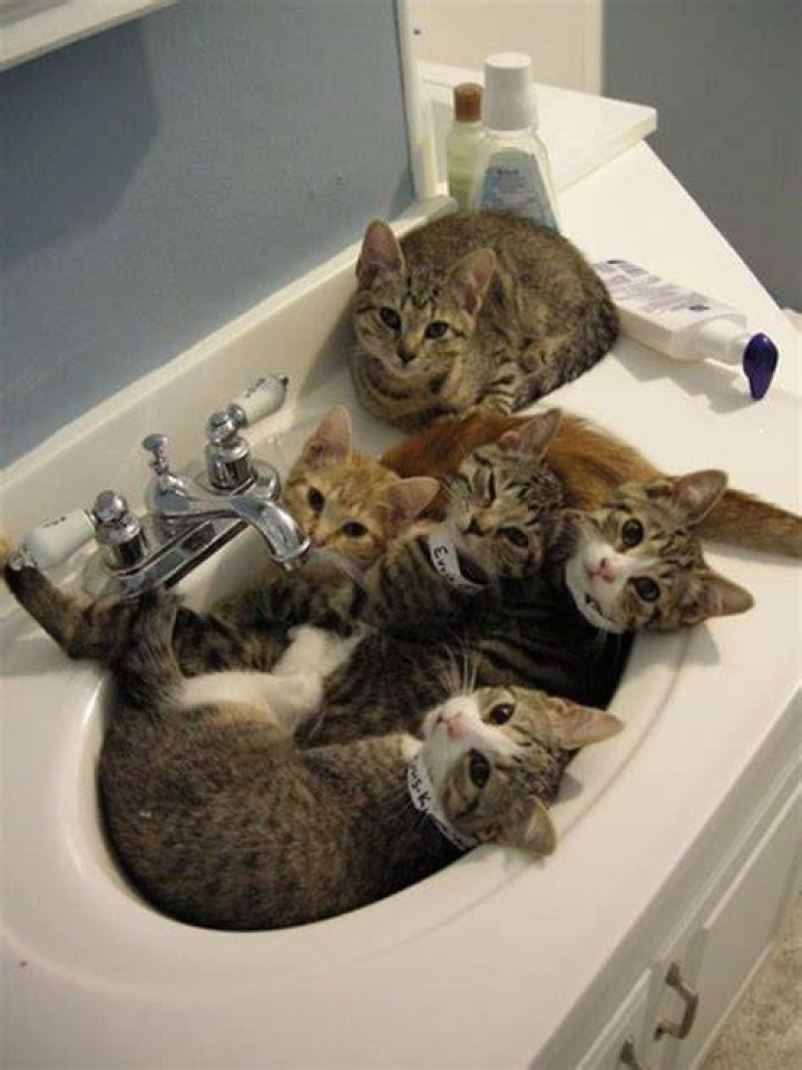 40 Pictures of Cats doing Funny Things Tail and Fur