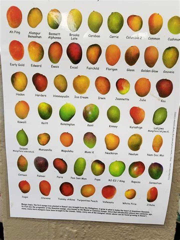 45 Different Types Of Mangoes Varieties Around The World Types of All