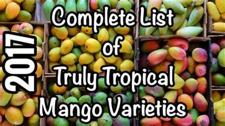 A Complete List Of Mango Varieties Most Popular Mango Maven