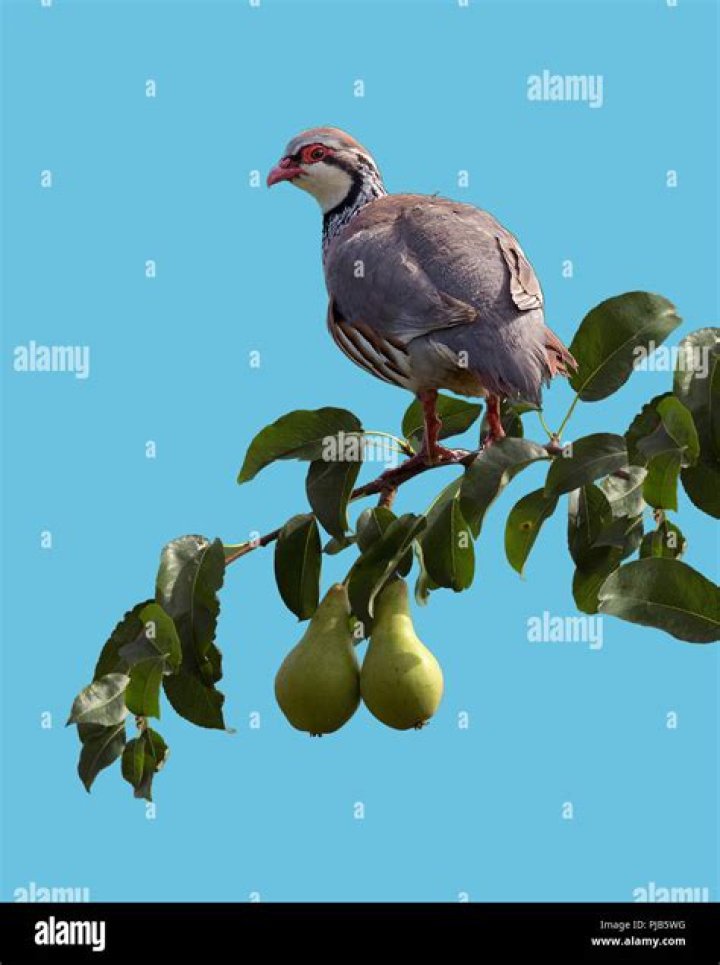 A partridge in a pear tree Behance