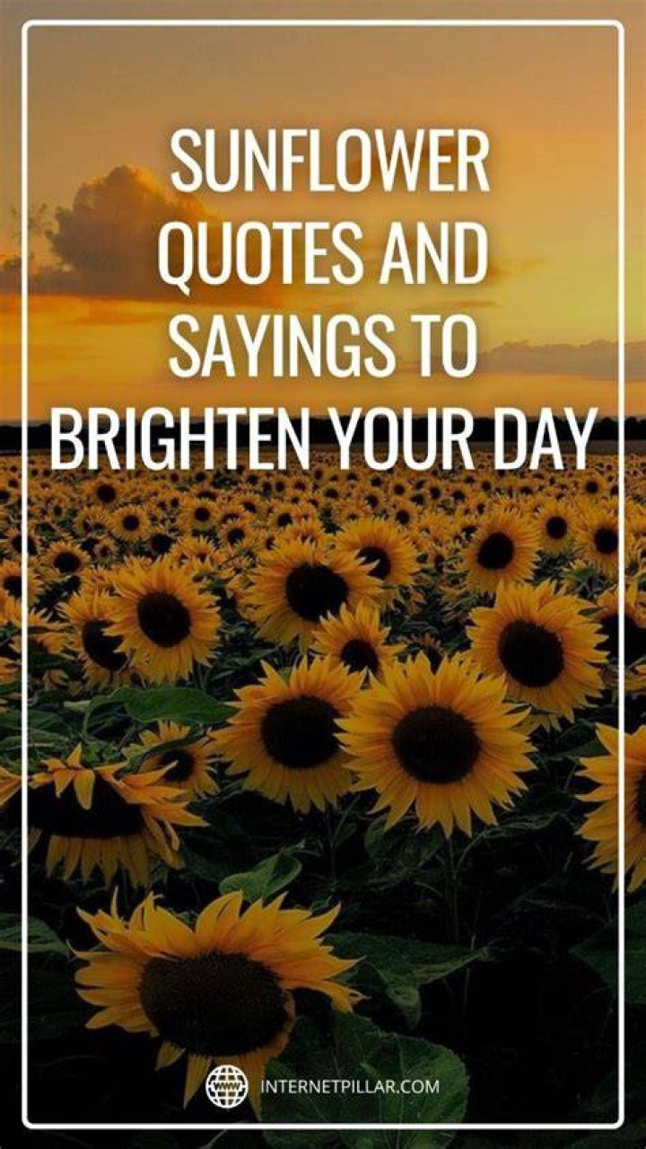 A Splash Of Sunshine: Sunflower Sayings To Brighten Your Day