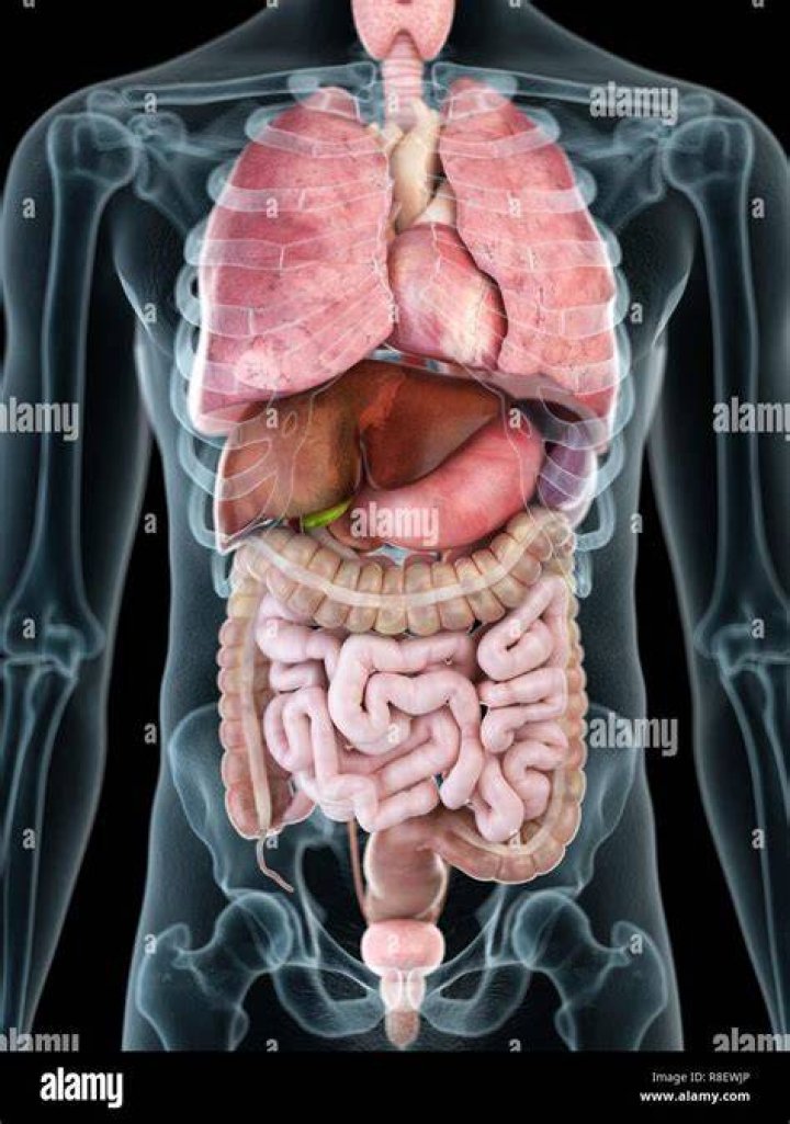 Anatomie der menschlichen organe Fotos und Bildmaterial in hoher