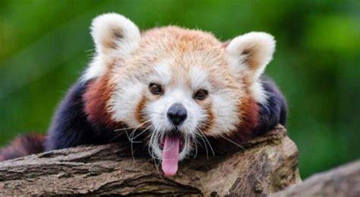 Are Red Pandas Dangerous Or Aggressive? UntamedAnimals
