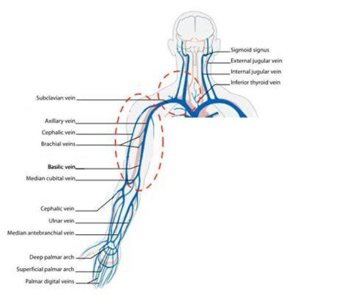 Arm Dvt Anatomy