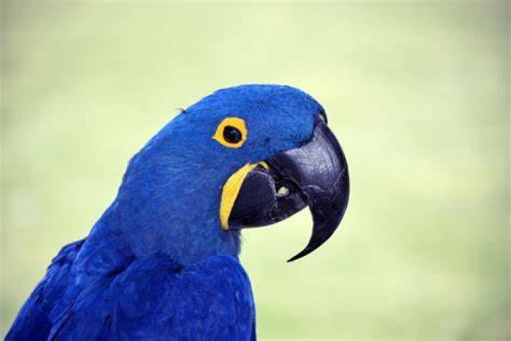 Bird In Everything Blue Macaw Birds