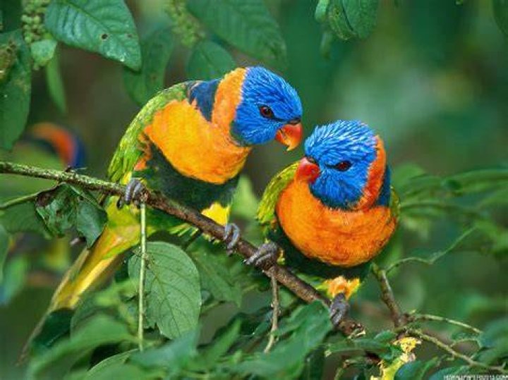 Birds Backgrounds free download