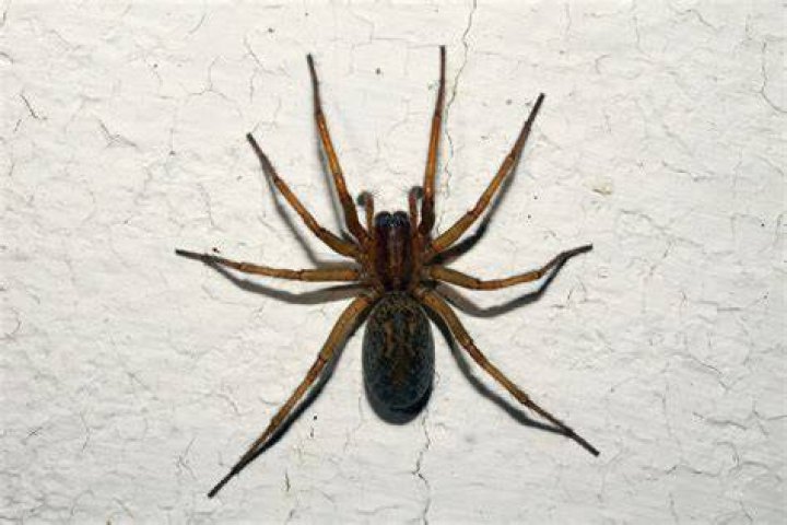 Body Lotion Accused of Attracting Giant Spiders Goes Viral