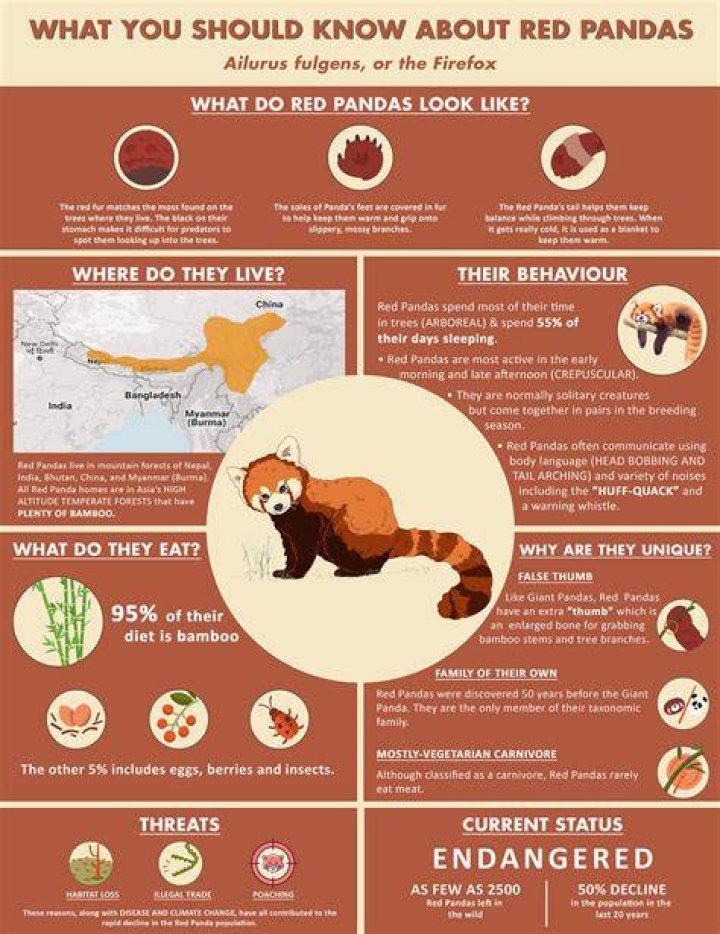 Can Red Pandas Hurt You? (What You Need To Know!)