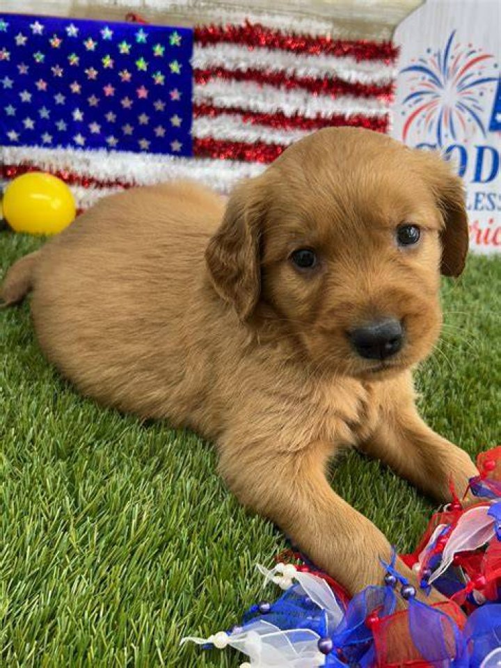 Cheyenne SMITH Puppies For Sale
