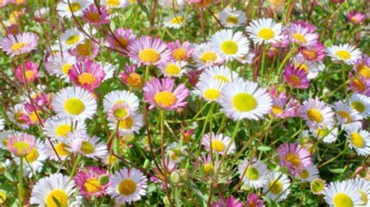 Daisy blooms