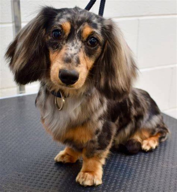 Henry Long Haired Miniature Dachshund Dapple dachshund, Dachshund