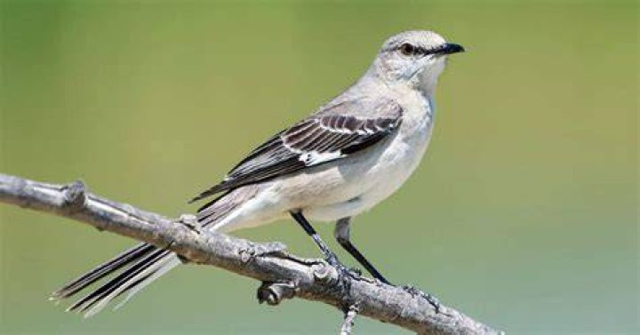 How Long Do Mockingbirds Live? (Northern Mockingbird Lifespan) Unianimal