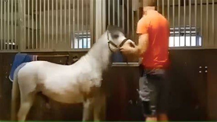 Inside The "Michael Hanley Horse Video Original"