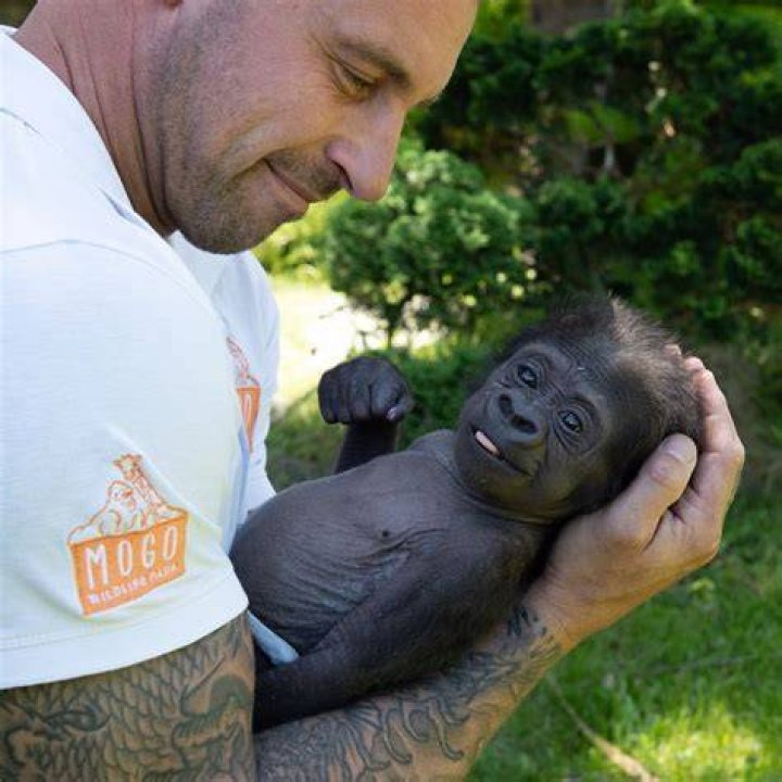 Mogo Wildlife Park’s baby gorilla Kaius beating the odds after a tough
