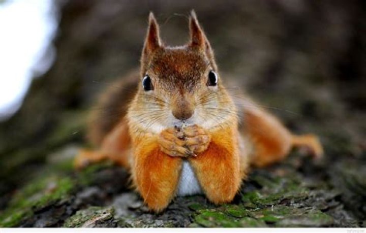 Pics Photos Funny Animals Funny Things