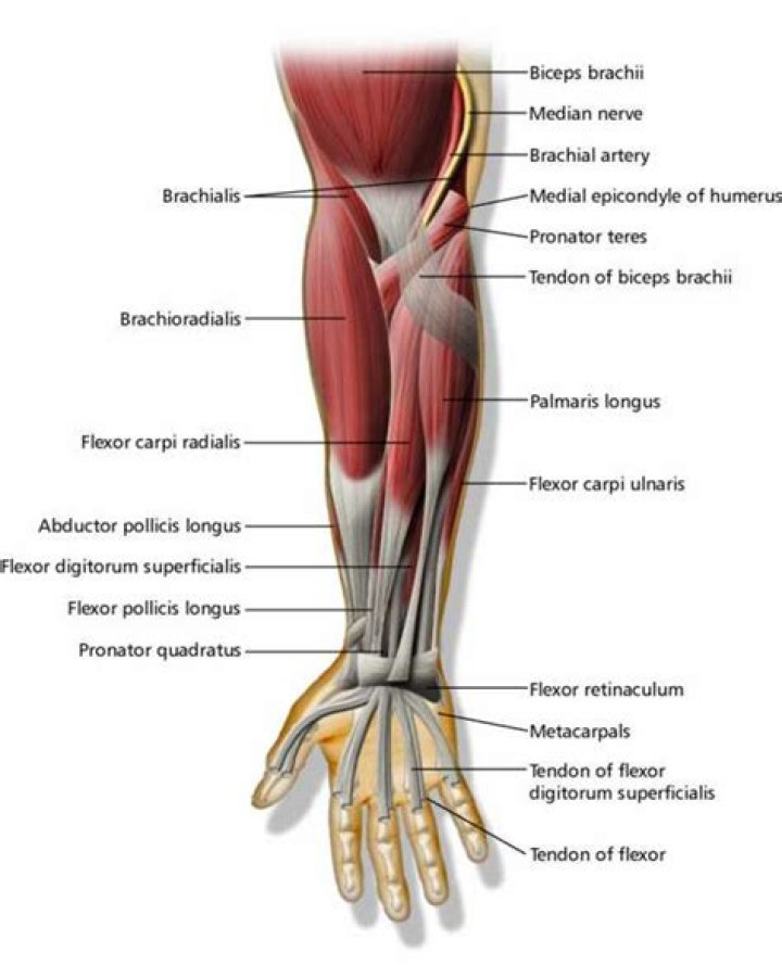 Picture Of Forearm Tendons Diagram Of Ligaments And T vrogue.co