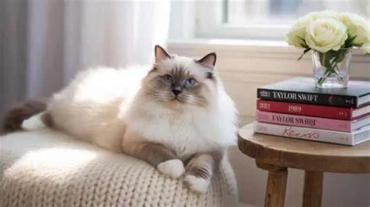 Taylor Swift's Beloved Feline Companions: A Comprehensive Guide