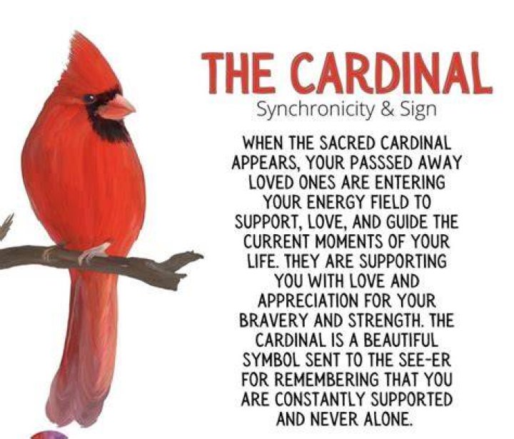 The Meaning of Red Cardinal Sightings Spiritual Messengers YouTube