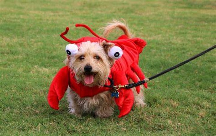 The Ultimate Guide To Wearing A Guy In Dog Costume: Tips And Tricks
