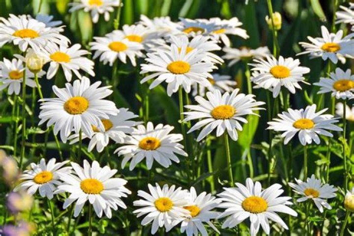 Top 10+ Are Daisies Annuals Or Perennials