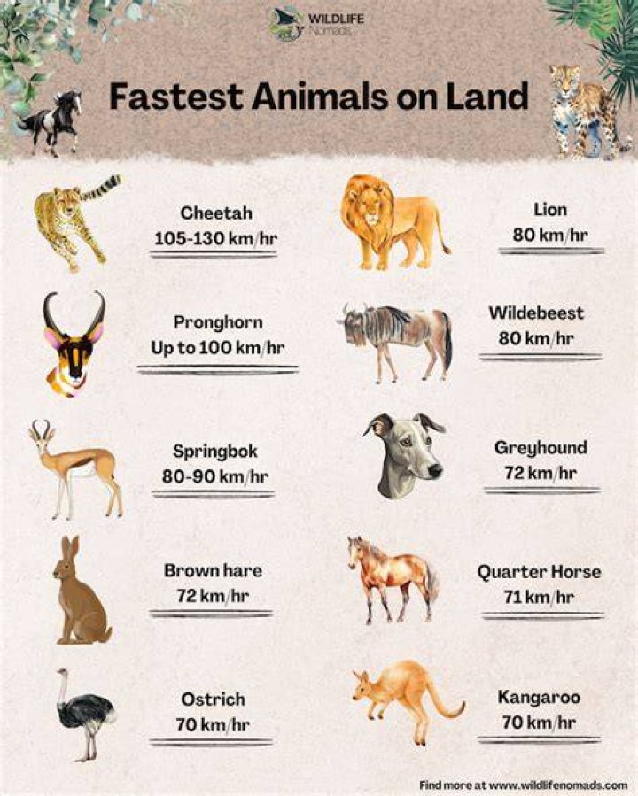 Top 10 Fastest Animals in Water The Mysterious World