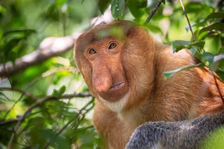 Unveiling The Secrets Of The "Ugliest Monkey In The World"